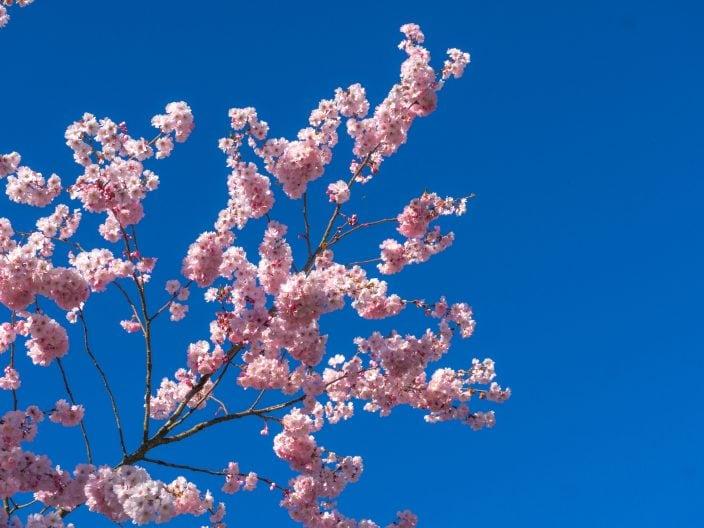 venaria reale cherry blossoms turin
