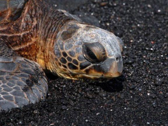 Zeeschildpad op Kiholo Beach, strand van Hawaii