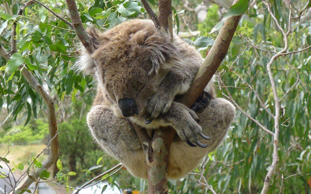 Botanischer Garten Melbourne Koala